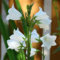 100 simples campanules blanches, moyen campanule, Graines tasse et soucoupe