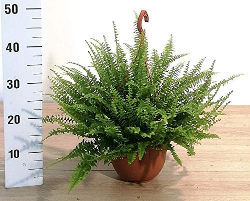 POWERS TO FLOWERS - FELCE DA INTERNO, PIANTA PURIFICA ARIA, pianta vera