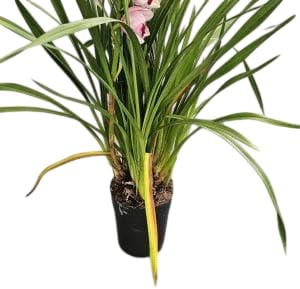 Cymbidium vaso 15 alto Orchidea in fioritura 2 steli