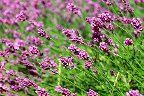 Lavendel, rosafarbig min. 30 Samen