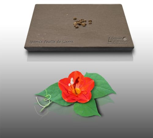 15 graines Fleurs à semer - Le Grenier d'Abondance - IPOMEE Feuille De Lierre - Ipomoea Hederifolia