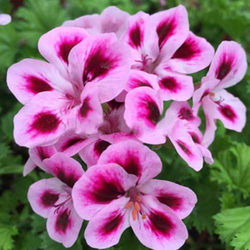 50 pezzi di semi di geranio misti Pelargonium Hortorum balcone giardino fiore pianta semi di giardinaggio per piantare ora