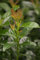 Kirschlorbeer 'Kleopatra' - Prunus laurocerasus, Immergrün, Winterhart, C7,5 Topf, 60-80cm, Sichtschutzhecke