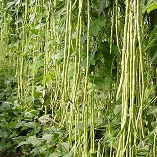 Saterkali Semi di fagioli lunghi, 200 pezzi di semi di fagioli lunghi deliziosi ortaggi nutrienti casa giardino pianta da fattoria Semi Di Fagioli Lunghi