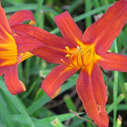Blumixx Stauden Hemerocallis Hybride 'Crimson Pirate' - Taglilie Hemerocallis cultorum 'Crimson Pirate', im 1,0 Liter Topf, dunkelrot blühend