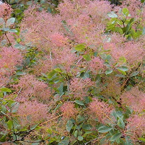 Perückenstrauch - Cotinus Coggygria - 40-60 cm Topf - Rote Blätter im Herbst, bienenfreundlich