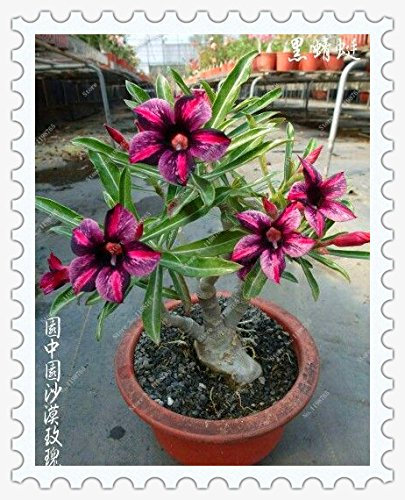 100% True Adenium Obesum Desert Rose Seeds for Home Garden Rose Flower Bonsai Plant Seeds 1pcs/pack: Only Seeds