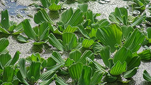 Lincolnshire Pond Plants Ltd - Aquatic Pond Plants 3 x Water Lettuce (Pistia stratiotes).7-10 cm Floating Aquarium Plant