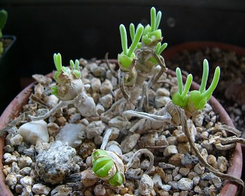100pcs of Zig zag Cactus Flower Seeds,Brown