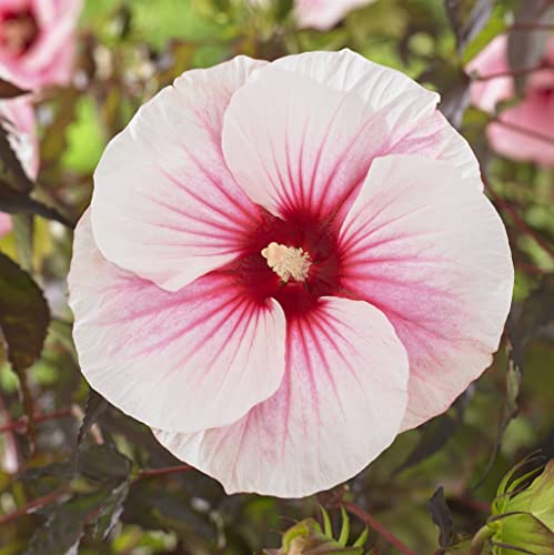 XXL Riesenhibiskus ‘Carousel Pink Candy’ – Hibiscus moscheutos | Winterharter Staudenhibiskus mit riesigen rosa Blüten, pflegeleicht, ideal für Garten, Terrasse & Balkon