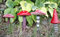 Garden Mile Set di 4 funghi rossi ornamenti da giardino per esterni resistente alle intemperie funghi mini statue per interni ed esterni in resina funghi ornamenti per vaso di piante patio aiuola