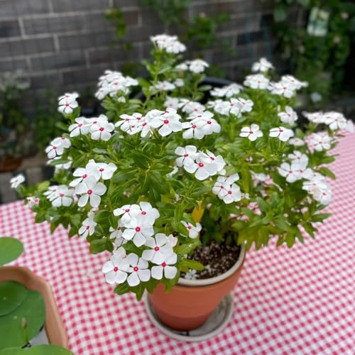 20 pcs bodendecker immergrün samen, blumen für balkon, bio saatgut, Catharanthus roseus, blumenwiese, topfpflanzen echt winterharte blumen, garden gartengeschenke, blumen garten garten