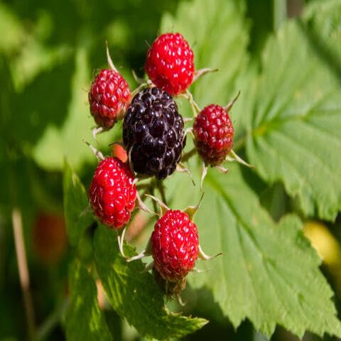 25 semillas mixtas de frutos de zarzamora