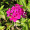 6 x Phlox paniculé 'Rijnstroom' - Phlox Paniculata 'Rijnstroom' - Godet 9x9 cm, Fleurs Roses Saumon, Haute Résistance aux Maladies