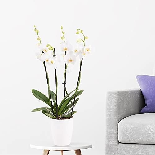 Weiße Orchidee, Topfgröße 12 cm, blühende Zimmerpflanze, Phalaenopsis mit vier Rispen, Höhe circa 60 cm, Orchideenversand, echte Orchidee