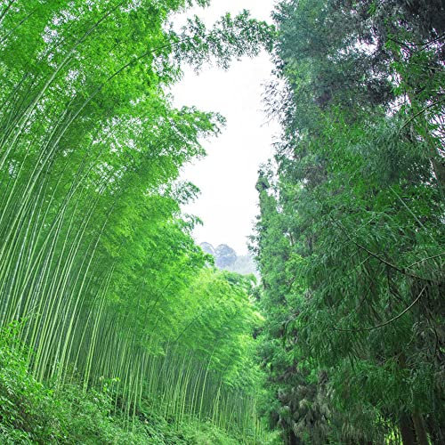 Semi Bamboo Siepe (Phyllostachys Edulis), Semi Bambù Per Giardino, Pianta Ornamentale Perfetto, Domestico Pianta Perenne Bella Pianta Ornamentale - 100 pz