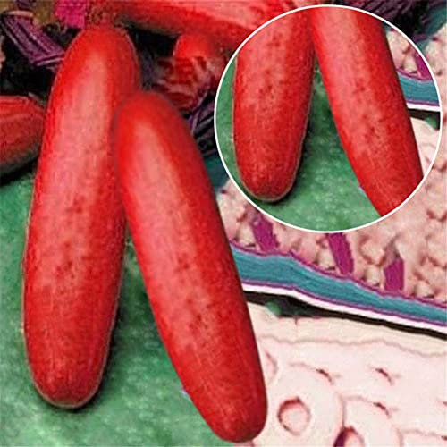 Haloppe 50pcs semi di cetriolo per piantare il giardino di casa, semi di cetriolo rosso Cucumis Sativus verdura giardino di casa pianta frutta