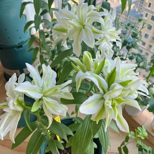 gigli di esotici di selvatici gigli da giardino da balconeto sul balcone insoliti primaverili, resistenti in vaso recisi rampicanti, 700semi