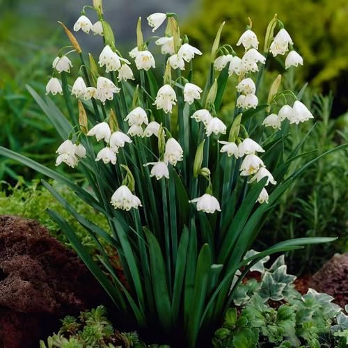 10 pcs märzenbecher zwiebeln kaufen - Leucojum vernum - exotische pflanzen kübelpflanzen märzenbecher pflanze Knollen winterharte kübelpflanzen, blumen zwiebeln pflanztöpfe, garten
