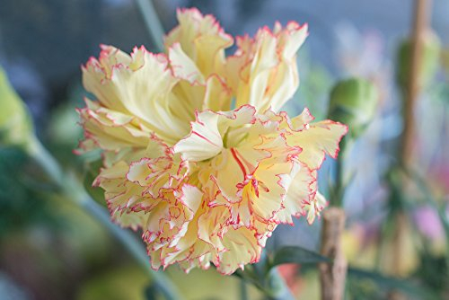 Nelke Gelb Riesen Chabaud 30 Samen-, Carnation, Dianthus Samen,gefüllte,duftend