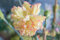 Nelke Gelb Riesen Chabaud 30 Samen-, Carnation, Dianthus Samen,gefüllte,duftend