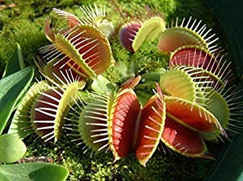 VISTARIC Neue Frische Samen Pilea Samen, DIY Topfpflanzen, Indoor/Outdoor-Topf Samen - 10 Stück/Pack, 1MIYH8