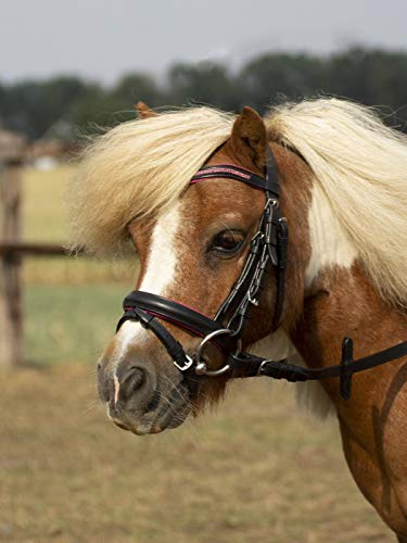 Busse