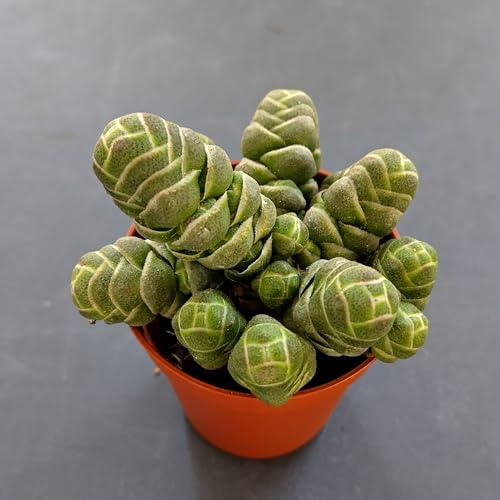 SUNNYPLANTS - Crassula Barklyi Pflanze, Stecklinge, Sukkulenten