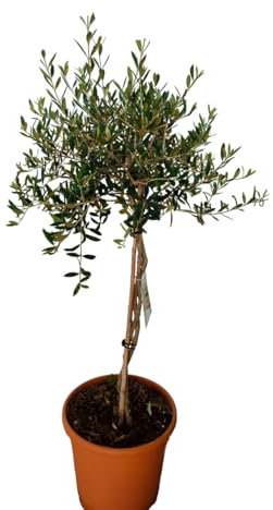 AzJardin- Olivo de copa natural decorativo con tronco trenzado y maceta de 25cm, ideal para decorar cualquier estancia de tu hogar, tanto interior como exterior.