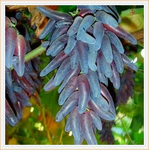 Uva dolce, bulbi resistenti, uva senza semi, facile da coltivare, goditi il sapore dolce dell'uva che coltivi-1 Rizoma-A