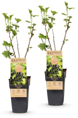 Green boutiQ - Obstpflanze - Ribes nigrum Titania - Beerenpflanze - Winterhart - Schwarze Johannisbeere - 2 Pflanzen - Topf 15cm - Höhe 50cm