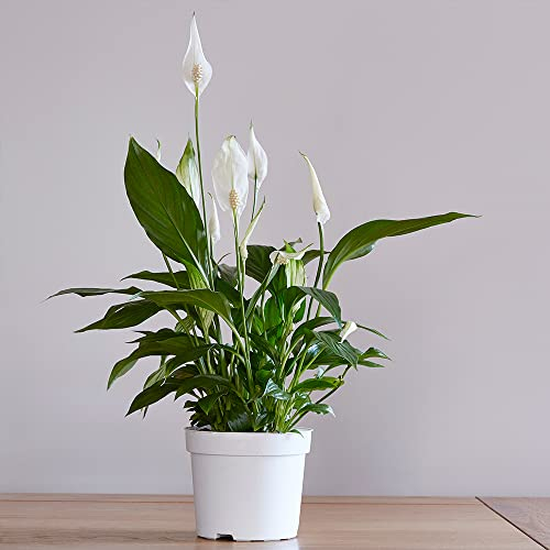 You Garden - 2 x Spathiphyllum Peace Lily Plant 'Cupido' in 9cm Pots - Air Purifying House Plants for Homes and Office - Easy to Care for Peace Lily Plants