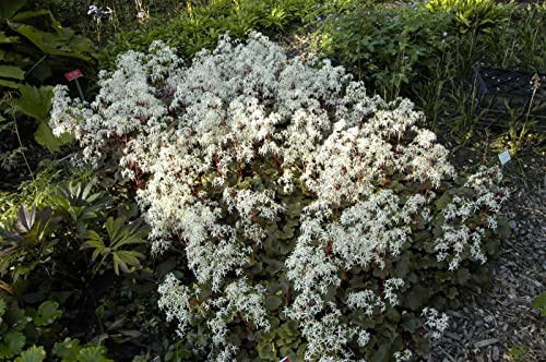Saxifraga cortusifolia var. fortunei 'Rubrifolia' 9x9 cm Topf – Winterhart, Mehrjährig, Pflegeleicht – Purpur-Steinbrech – Staude für Schattenbeet & Steingarten