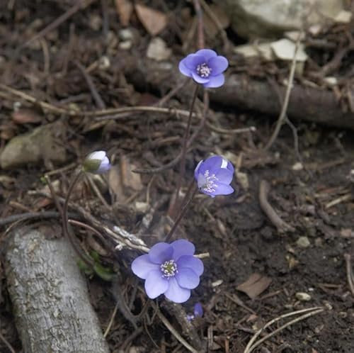 Siebenbürger Leberblümchen - Hepatica transsilvanica - lebende Gartenpflanze aus den Baumschulen
