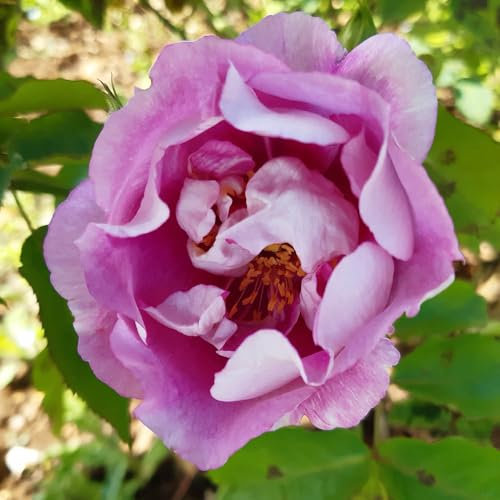 YouGarden Rose 'Forget You Not', Established Rose in 4L Pot, Ready to Plant, Summer to Autumn Flowering Rose, Pink Flowers for Pots, Beds, and Borders