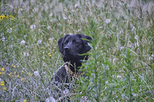 HANSEPUZZLE 34674 - Labrador Puzzle 2000 Teile | Tierwelt Puzzle mit hochwertiger Puzzle Aufbewahrung: Kartonbox und Wieder verschließbarem Beutel | Puzzle-Maße: 90 x 60 cm