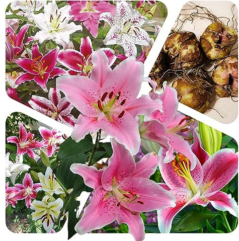 Lilien Zwiebeln (5 Stück) Blumenzwiebeln - Orientalische Mischung - Grösse 14/16 - mehrjährig - winterhart - SAISONWARE - NUR KURZE ZEIT ERHÄLTLICH