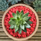 GardenersDream Premium Coloured Plant Pot Garden Gravel - Colourful Stones for Decoration (Red, 2.5kg)