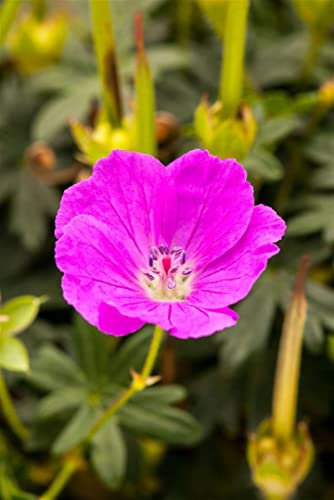 Geranium sanguineum 'Shooting Star' 9x9 cm Topf – Winterhart, Mehrjährig, Pflegeleicht – Blutstorchschnabel – Bodendecker für Beet & Steingarten