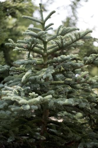 Colorado-Tanne 80-100 cm Ballen Abies concolor winterhart immergrün