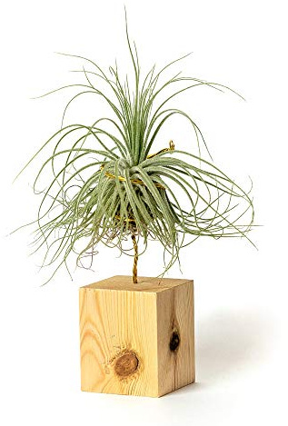 PLANDAIRE Airplant Pflegeleichter Arbeitstisch zum Dekorieren von Zimmerpflanzen (Tillandsia Magnusiana) (x3 Verschiedene)