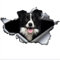 Autoaufkleber Border Collie Aufkleber 18cm(7.1 Inch) Border Collie Car Sticker 3D Zerrissen Autoaufkleber Border Collie Reflektierende Aufkleber Stoßstange Lustig Dekor Wasserdichte Sticker