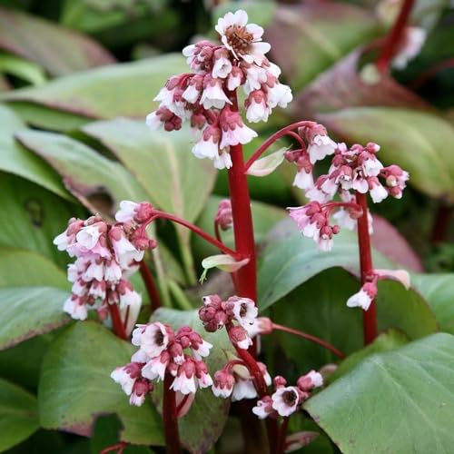 Plant Theory 9cm Pot Bergenia Silberlicht Elephants Ears Perennial