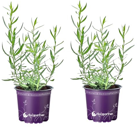 Französischer Estragon Artemisia dracunculus Kräuter Pflanze 2stk
