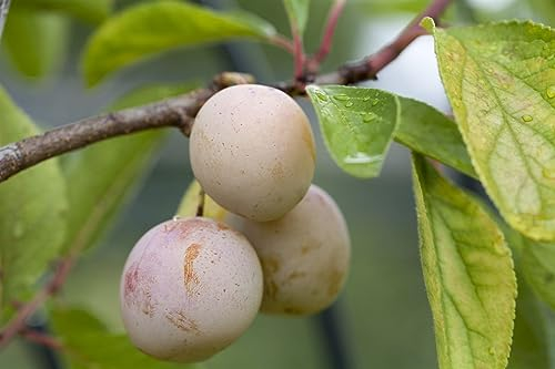 Prunus domestica 'Mirabelle von Nancy' 40 cm Stammhöhe - Mirabelle, gelbe Früchte, Erntezeit August-September, ideal für Obstgärten, pflegeleicht und winterhart