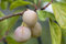 Prunus domestica 'Mirabelle von Nancy' 40 cm Stammhöhe - Mirabelle, gelbe Früchte, Erntezeit August-September, ideal für Obstgärten, pflegeleicht und winterhart