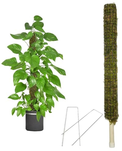 di muschio autoirrigante | Paletti sfagno per piante rampicanti | di muschio per piante monstera | vero muschio bastone fatto a mano piante in vaso supporto traliccio per grandi