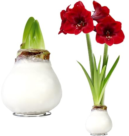 Amaryllis in Wachs Gewachst Pflegeleicht- Weiß - 2 Zwiebeln | Gewachste Amaryllis-Zwiebel aus Holland, Großformat 28/30, ohne Topf und Erde, ohne Gießen (kein Samen, nicht künstlich)