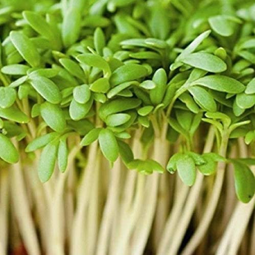 CRESCIONE COMUNE NR.300 SEMI