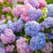 100 Unids Semillas de Hortensia Semillas de Flores de Suelo Neutro para Plantar Semillas de Flores Silvestres Semillas de Flores Silvestres Perennes Semillas de Jardinería para Balcón Semillas de H